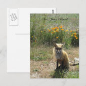 San Juan Island Fox Postkarte (Vorne/Hinten)