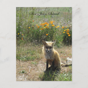 San Juan Island Fox Postkarte