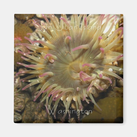 San Juan Island, Washington Magnet (Vorne)