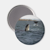 San Juan Whales Magnet (Vorderseite/Rückseite)