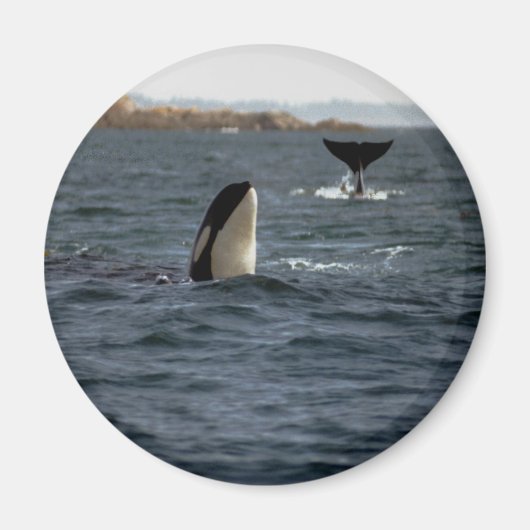 San Juan Whales Magnet (Vorne)