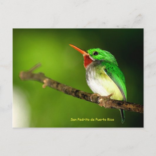 San Pedrito de Puerto Rico Postcard Postkarte (Vorderseite)