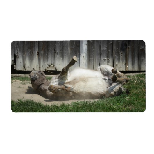 Sand Bathing Donkey (Vorne)
