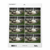 Sand Bathing Donkey (Vorne)