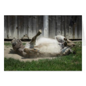 Sand Bathing Donkey (Vorderseite (Horizontal))