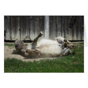 Sand Bathing Donkey