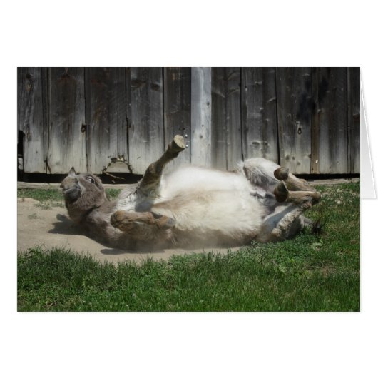 Sand Bathing Donkey (Vorderseite (Horizontal))