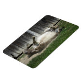 Sand Bathing Donkey Magnet (Linke Seite)