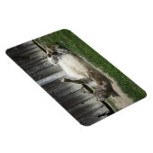 Sand Bathing Donkey Magnet (Rechte Seite)