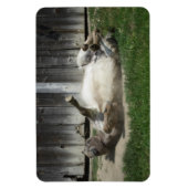 Sand Bathing Donkey Magnet (Vertikal)