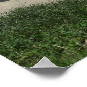 Sand Bathing Donkey Poster (Ecke)