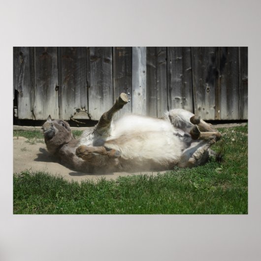Sand Bathing Donkey Poster (Vorne)