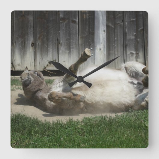Sand Bathing Donkey Quadratische Wanduhr (Vorderseite)