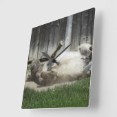 Sand Bathing Donkey Quadratische Wanduhr (Winkel)