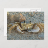 Sand Crab Postkarte (Vorne/Hinten)