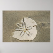 Sand Dollar am Beach Poster (Vorne)