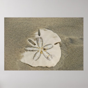 Sand Dollar am Beach Poster