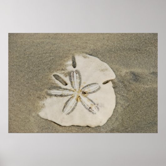 Sand Dollar am Beach Poster (Vorne)