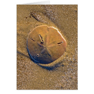 Sand Dollar am Strand bekannt Hilton Head Island