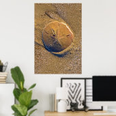 Sand Dollar am Strand bekannt | Hilton Head Island Poster (Heimbüro)