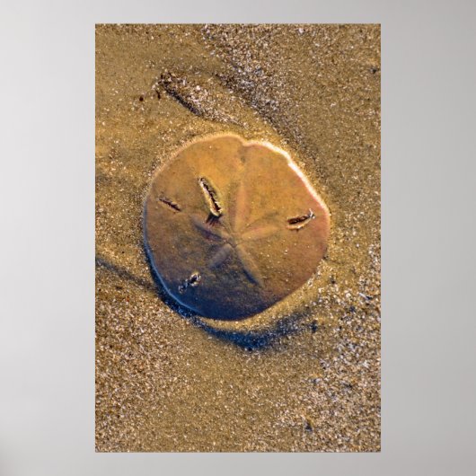 Sand Dollar am Strand bekannt | Hilton Head Island Poster (Vorne)