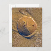 Sand Dollar am Strand bekannt | Hilton Head Island Postkarte (Vorne/Hinten)