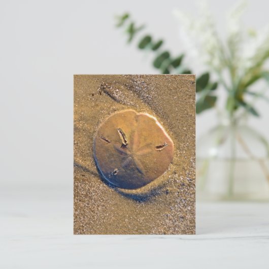 Sand Dollar am Strand bekannt | Hilton Head Island Postkarte (Stehend Vorderseite)