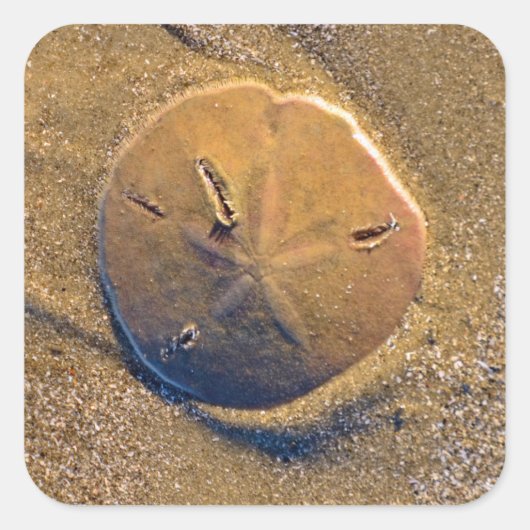 Sand Dollar am Strand bekannt | Hilton Head Island Quadratischer Aufkleber (Vorderseite)