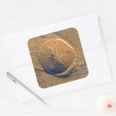 Sand Dollar am Strand bekannt | Hilton Head Island Quadratischer Aufkleber (Umschlag)