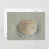 Sand Dollar am Strand Foto nach Gbillis Postkarte (Vorne/Hinten)