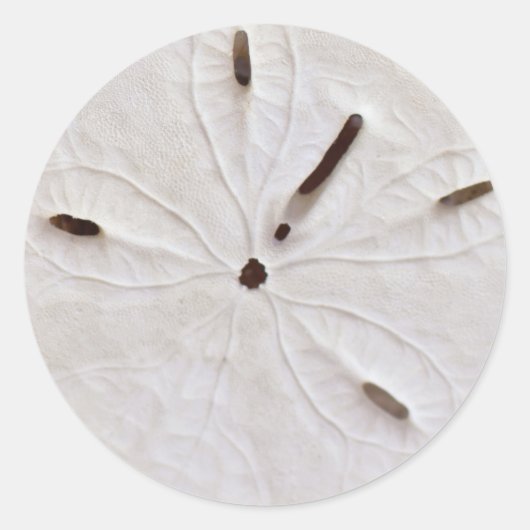 Sand Dollar Beach Coastal White Gray Round Trendy Runder Aufkleber (Vorderseite)