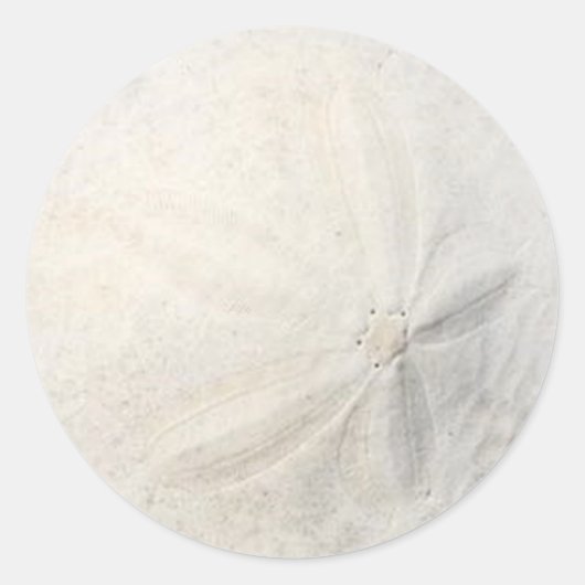 Sand Dollar Beach Party Round Sticker (Vorderseite)