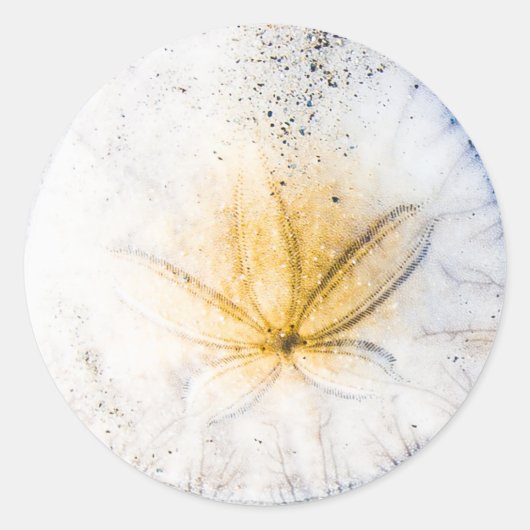 Sand Dollar Craze Runder Aufkleber (Vorderseite)