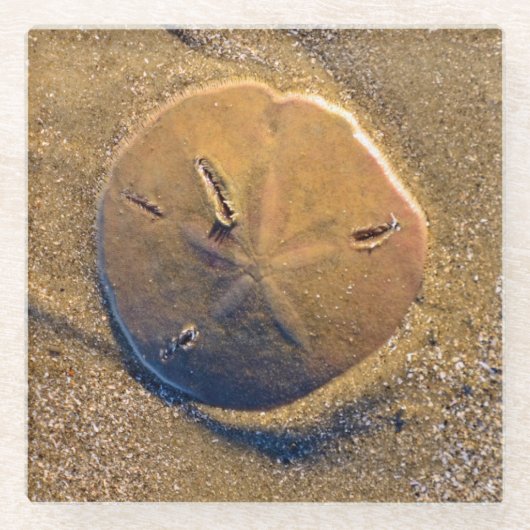 Sand-Dollar deckte auf Strand | Hilton Head Island Glasuntersetzer (Vorderseite)