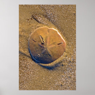 Sand-Dollar deckte auf Strand   Hilton Head Island Poster