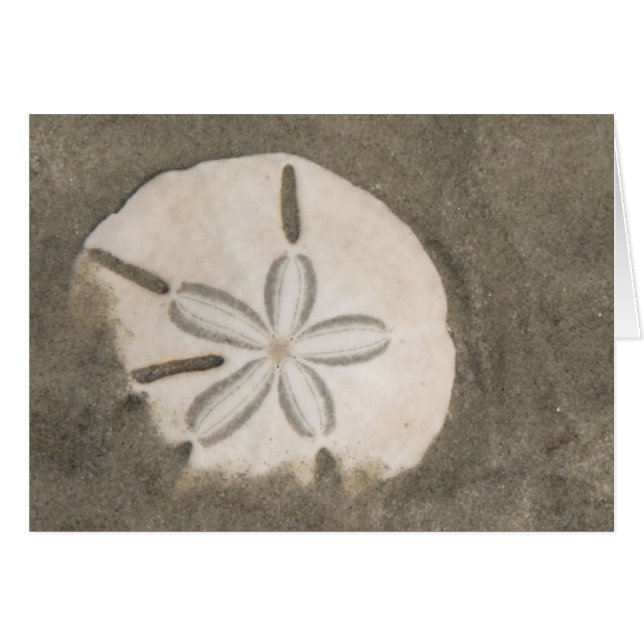 Sand-Dollar (Echinarachnius parma) (Vorderseite (Horizontal))