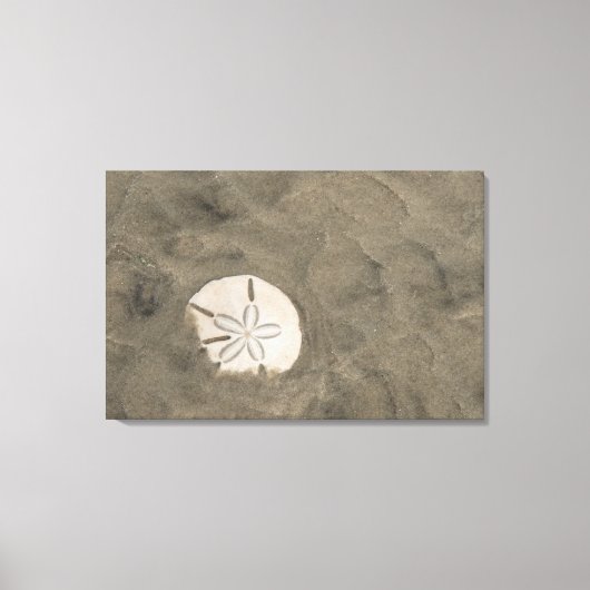 Sand Dollar (Echinarachnius parma) Leinwanddruck (Vorderseite)
