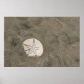 Sand Dollar (Echinarachnius parma) Poster (Vorne)