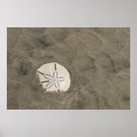 Sand Dollar (Echinarachnius parma) Poster (Vorne)