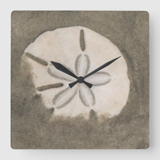 Sand dollar (Echinarachnius parma) Quadratische Wanduhr (Vorderseite)