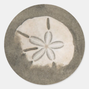 Sand-Dollar (Echinarachnius parma) Runder Aufkleber