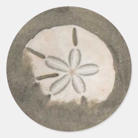 Sand Dollar (Echinarachnius parma) Runder Aufkleber (Vorderseite)