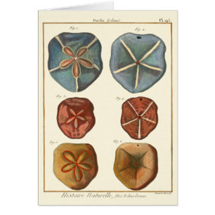 Sand-Dollar-Edelsteine