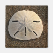 Sand Dollar (Farbe) Magnet (Vorne)