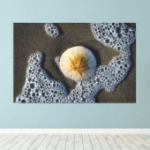 Sand Dollar im Surf Beach Leinwand Art Foto (Insitu (Holzboden))