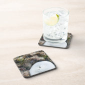 Sand Dollar in einem Fidschi-Riff bei Ebbe Getränkeuntersetzer (Rechte Seite)