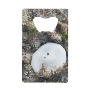 Sand Dollar in einem Fidschi-Riff bei Ebbe Kreditkarten Flaschenöffner