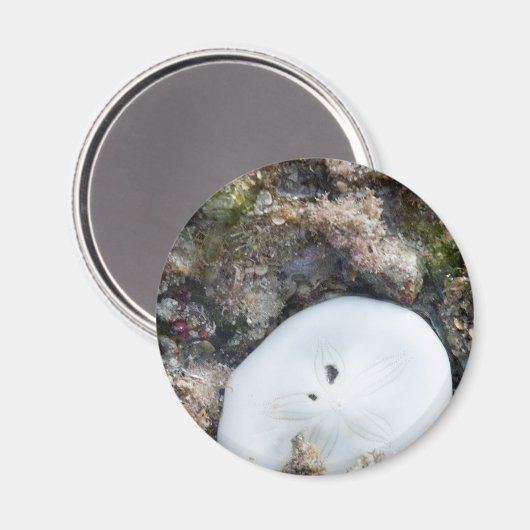 Sand Dollar in einem Fidschi-Riff bei Ebbe Magnet (Vorderseite/Rückseite)