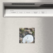 Sand Dollar in einem Fidschi-Riff bei Ebbe Magnet (In Situ (Geschirrspüler))