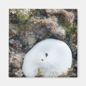 Sand Dollar in einem Fidschi-Riff bei Ebbe Magnet (Vorne)